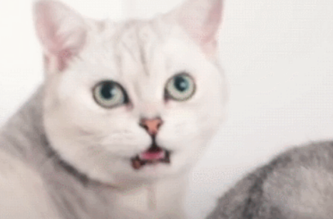 猫咪看到了什么，吓得猫粮都从嘴里掉出来，网友：看到主人卸妆了