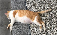 猫要生之前的症状