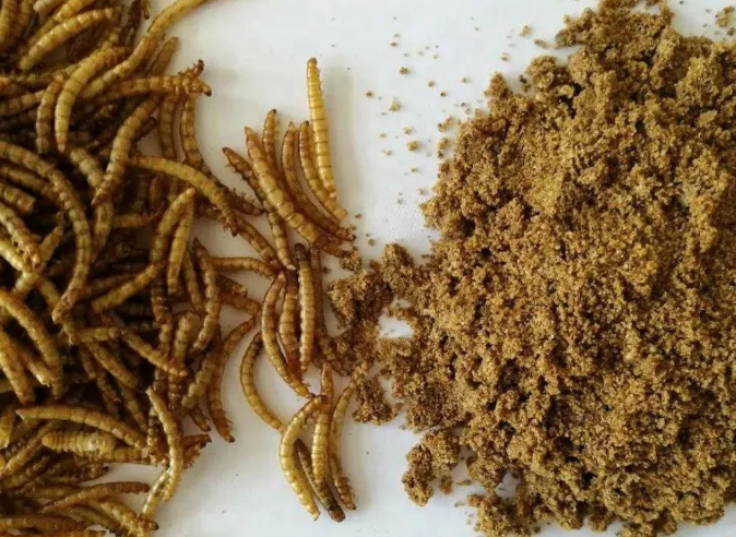 黄缘龟喂食虫粉的利与弊 黄缘龟喂食虫粉的利与弊