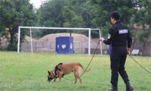 北京哪里可以训练护卫犬