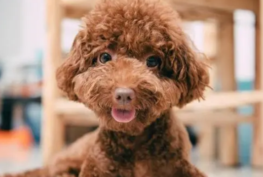 泰迪犬忠不忠心,摸它这几样东西,就清楚了! 泰迪犬忠不忠心,摸它这几样东西,就清楚了!