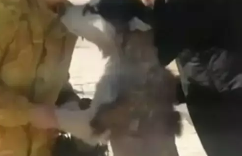 哈士奇不小心走丢，主人好不容易找到它，结果二哈还生气了