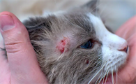 猫藓会传染给健康猫么