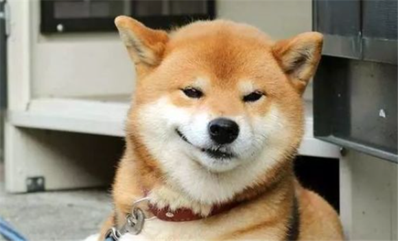 纪州犬是不是柴犬 纪州犬是不是柴犬