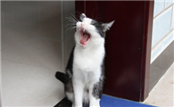 猫思春的声音像小娃娃哭一样