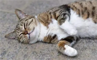 猫四肢僵硬不能活动,一直躺着