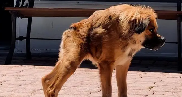 卡西莫多犬是什么原因造成的 卡西莫多犬是什么原因造成的