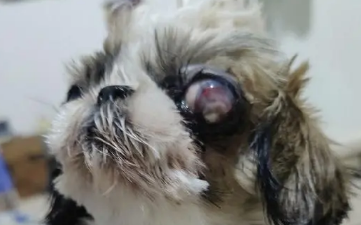 狗狗眼睛受伤用什么药最好