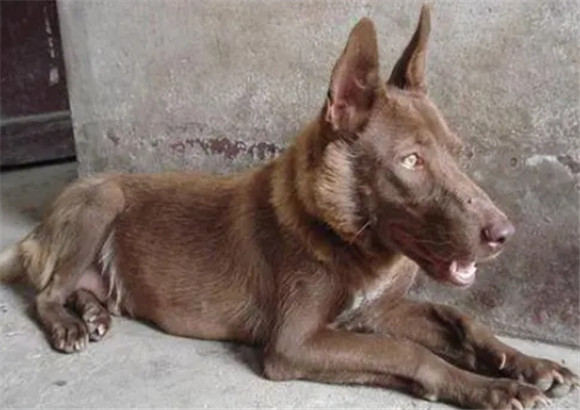 红狼犬的智商排名 200一只