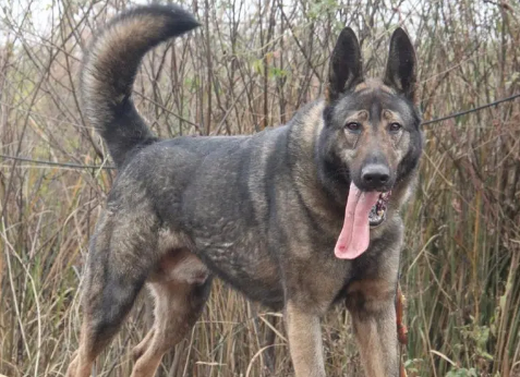 中国国犬是谁昆明犬吗