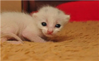 20天的小猫可以吃什么