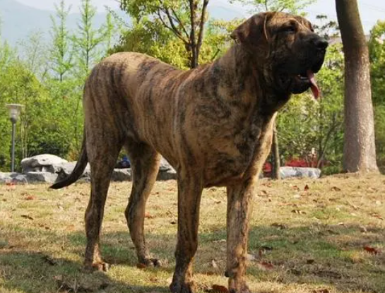 虎皮犬多少钱一只 虎皮犬多少钱一只