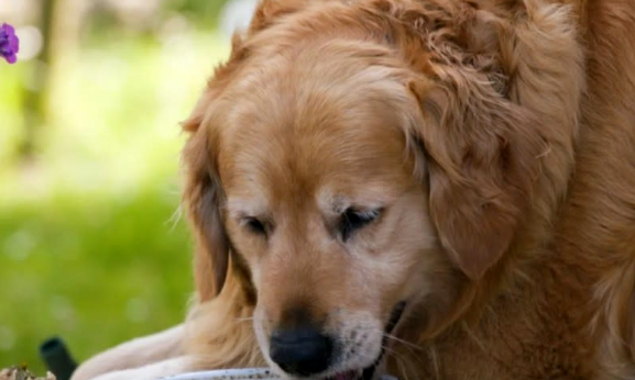 兽医学生帮助125磅重的金毛猎犬减肥 兽医学生帮助125磅重的金毛猎犬减肥