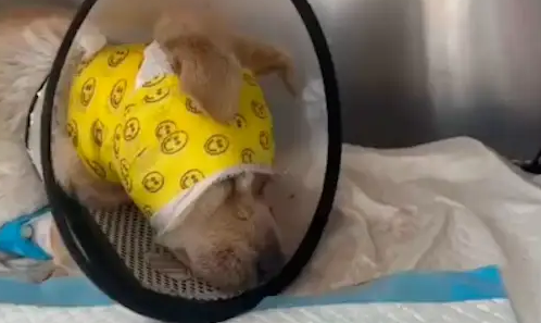 眼球被打爆的流浪狗,主动向男生求救还暗示去医院,它什么都懂! 眼球被打爆的流浪狗,主动向男生求救还暗示去医院,它什么都懂!