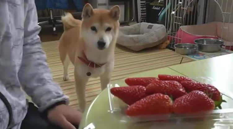 狗可以吃草莓吗