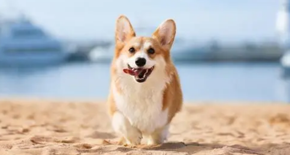 看家护卫的小型犬有哪些