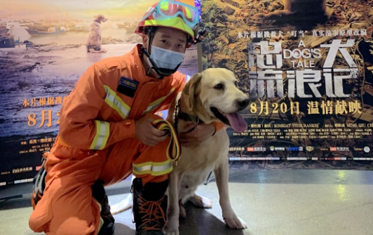 搜救犬叮当电影原型照片