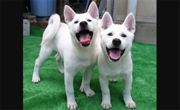 纪州犬和柴犬哪个贵 纪州犬和柴犬哪个贵