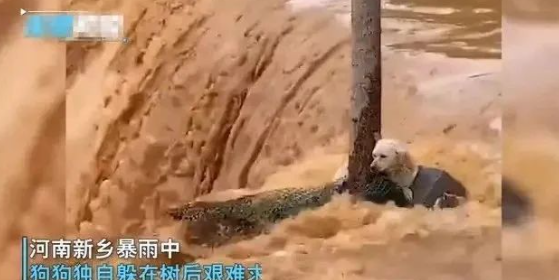 河南一狗狗在湍急的洪水中抱紧大树艰难求生,无助的样子让人心疼 河南一狗狗在湍急的洪水中抱紧大树艰难求生,无助的样子让人心疼