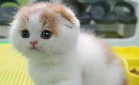 猫一挨打就尿 猫一挨打就尿