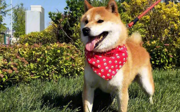 日本人面犬存在吗