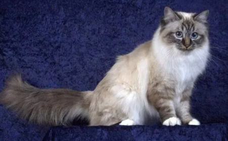 伯曼猫和暹罗猫哪个好养