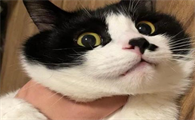 猫亚科是什么意思