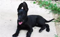 黑狼犬打得过杜高犬吗