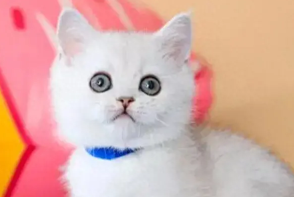 太卷了!宠物界也有容貌焦虑?你想让自家猫狗变美吗? 太卷了!宠物界也有容貌焦虑?你想让自家猫狗变美吗?