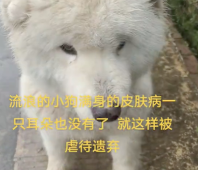 少了一只耳朵的萨摩耶，全身是皮肤病疑似被遗弃