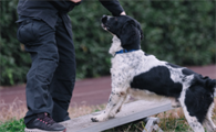 导盲犬训练师资格证