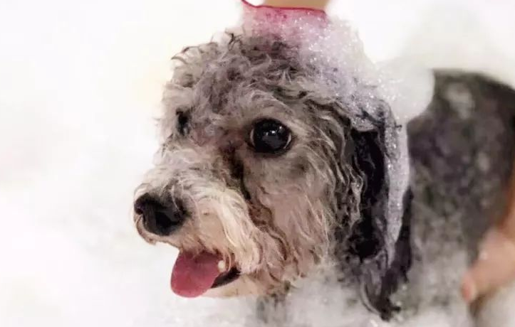 美容项目繁多,犬猫SPA最高逾千元,宠物美容贵在哪里? 美容项目繁多,犬猫SPA最高逾千元,宠物美容贵在哪里?