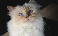 世界上最有钱的猫