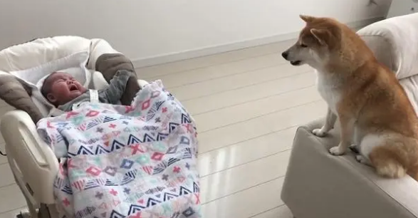 柴犬照顾小宝宝,比女主人还有耐心,哪个幼师学校毕业的? 柴犬照顾小宝宝,比女主人还有耐心,哪个幼师学校毕业的?