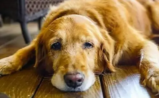 狗狗胃炎会自愈吗