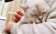 猫送给别人有什么忌讳