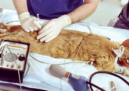 犬猫局部麻醉的五种技术 犬猫局部麻醉的五种技术