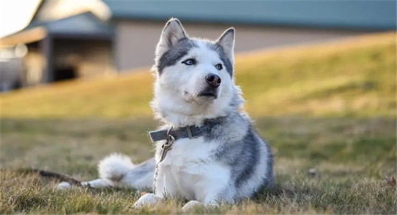 哈士奇犬的历史背景起源和特点