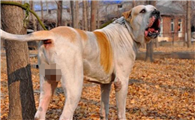 库达犬和藏黎谁厉害些