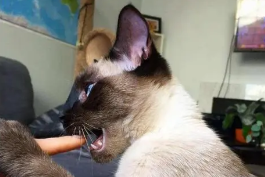 猫咬了多久过安全期