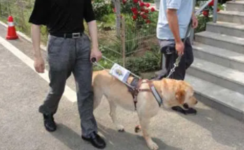 导盲犬怎么训练出来的