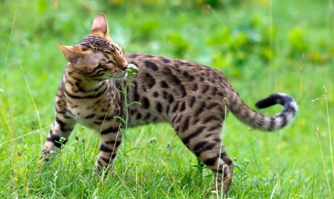 豹猫是国家保护动物吗