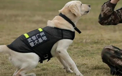 军犬图片大全大图高清壁纸 军犬图片大全大图高清壁纸