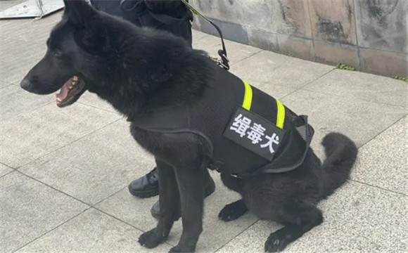 缉毒犬和宠物犬的区别是什么