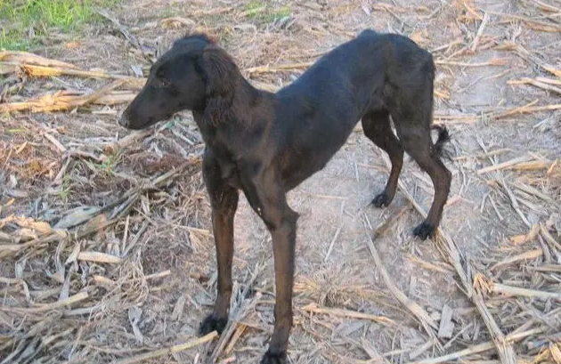 啸天犬的原型图片