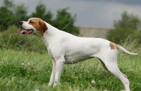 全球十大猎犬