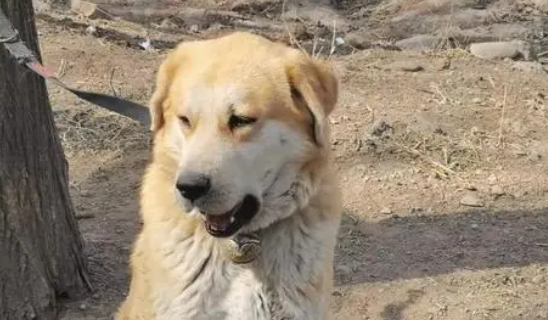 太行犬爱打架吗