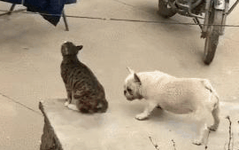 猫咪偷吃鱼,狗狗老是捣乱,猫咪气得蹬了两脚:一边玩去!别烦我 猫咪偷吃鱼,狗狗老是捣乱,猫咪气得蹬了两脚:一边玩去!别烦我