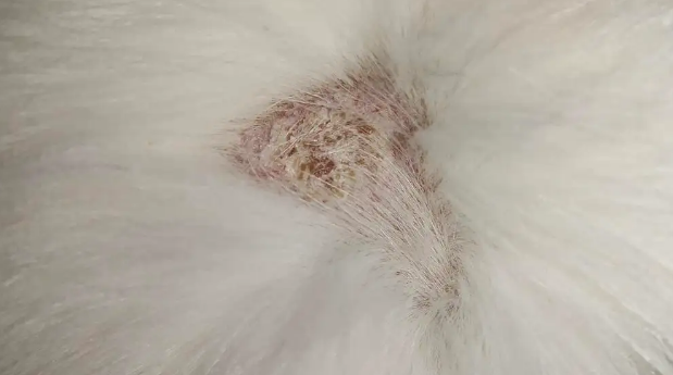 猫藓好了之后还有荧光毛发