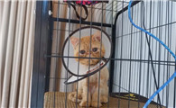 把猫关在笼子里会怎么样